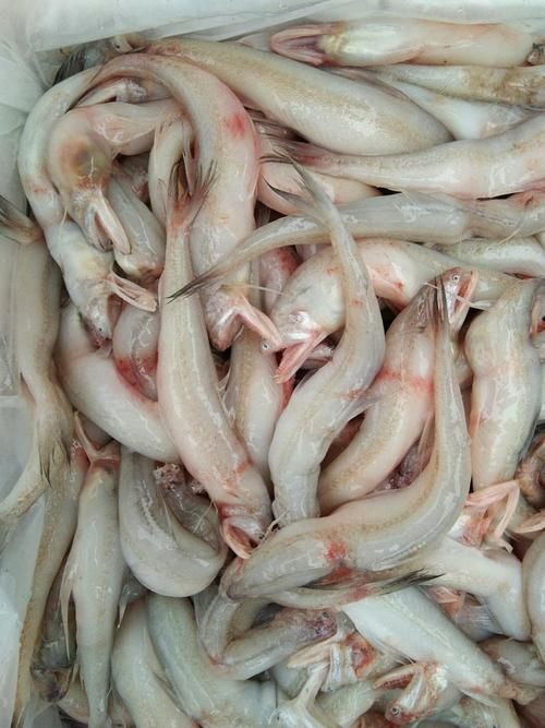 如何區分江龍魚和其他冷水魚？，如何區分江龍魚