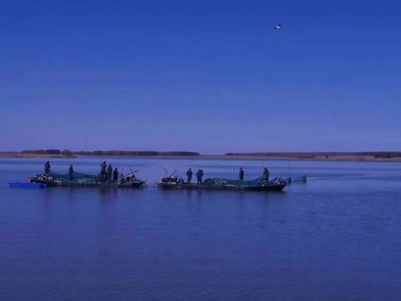 如何區分江龍魚和其他冷水魚？，如何區分江龍魚