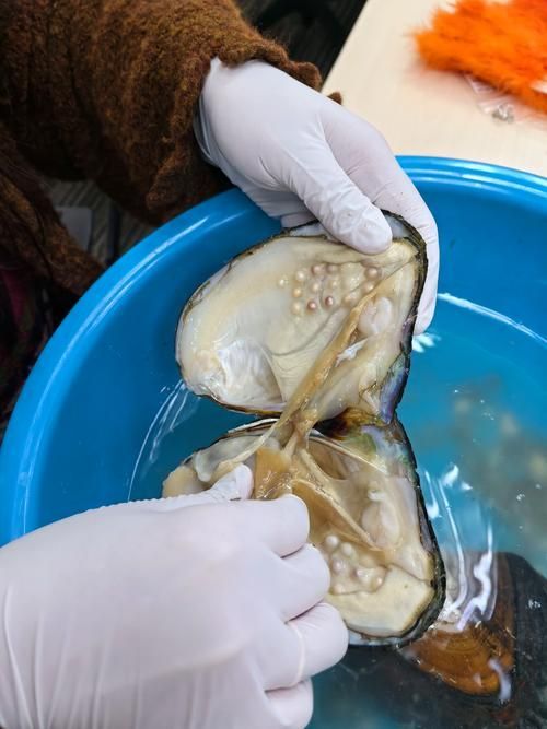 蚌山龍魚有哪些功效，蚌山龍魚有哪些功效？