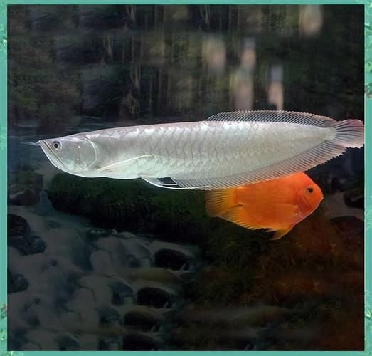 推薦一些適合新手飼養的招財龍魚品種，新手入門招財龍魚品種推薦；銀龍、辣椒紅龍、辣椒紅龍