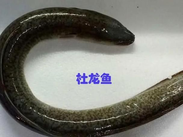 能否提供杜集龍魚的圖片，什么是杜集龍魚