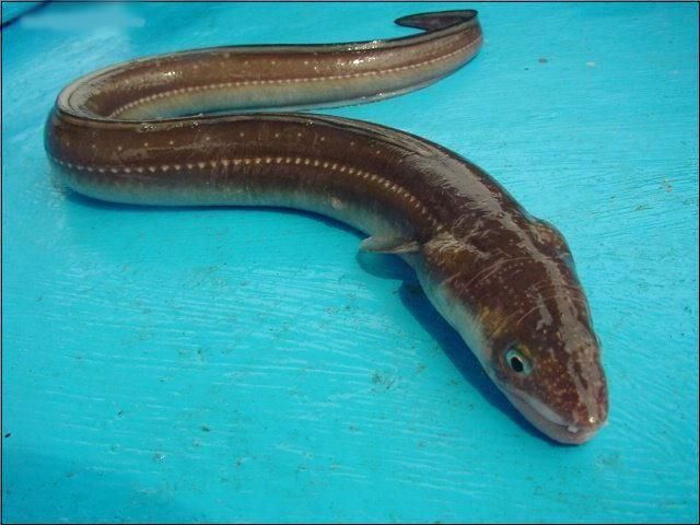 能否提供杜集龍魚的圖片，什么是杜集龍魚