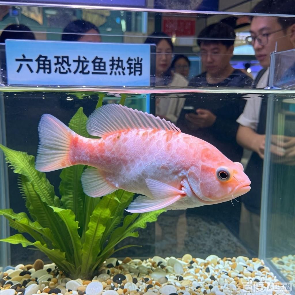 六角恐龍魚的市場需求如何，六角恐龍魚市場需求詳解六角恐龍魚市場需求詳解