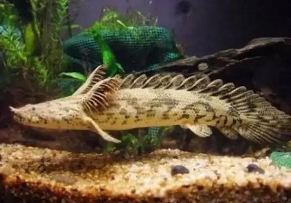 給我提供更多關于三角恐龍魚的信息，“三角恐龍魚”并非正式的生物學分類名稱與典型特征