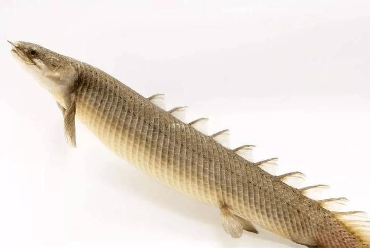 給我提供更多關于三角恐龍魚的信息，“三角恐龍魚”并非正式的生物學分類名稱與典型特征