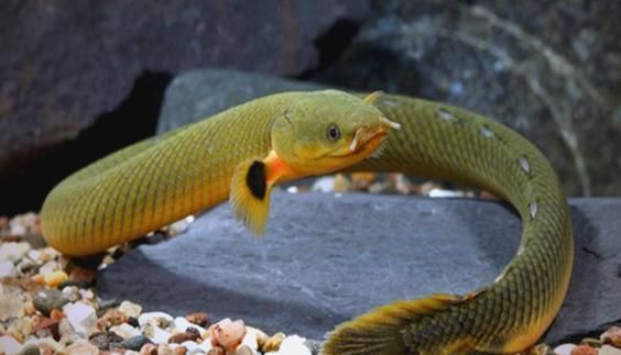 給我提供更多關于三角恐龍魚的信息，“三角恐龍魚”并非正式的生物學分類名稱與典型特征