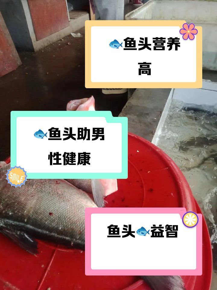 龍魚浮頭魚頭有哪些營養(yǎng)價值，龍魚浮頭有哪些營養(yǎng)價值