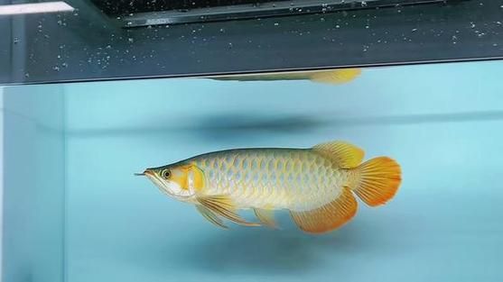 戰(zhàn)車紅龍魚有哪些常見品種？，戰(zhàn)車紅龍魚有哪些常見品種戰(zhàn)車紅龍魚有哪些常見品種