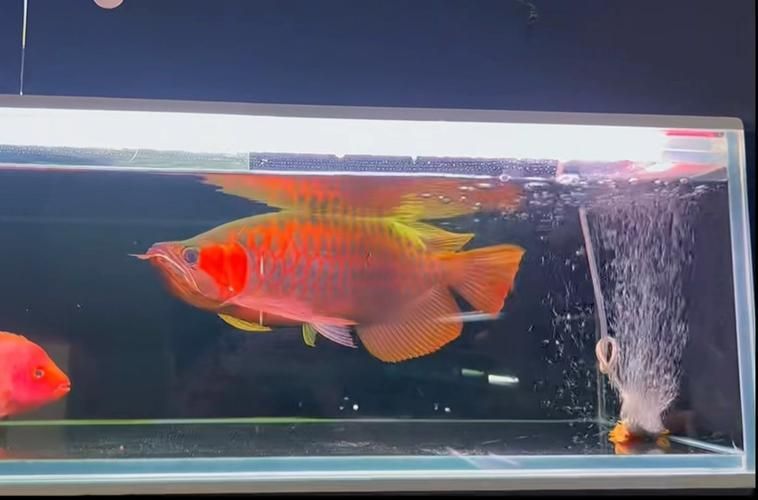 戰(zhàn)車紅龍魚有哪些常見品種？，戰(zhàn)車紅龍魚有哪些常見品種戰(zhàn)車紅龍魚有哪些常見品種