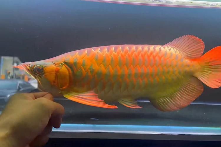 戰(zhàn)車紅龍魚有哪些常見品種？，戰(zhàn)車紅龍魚有哪些常見品種戰(zhàn)車紅龍魚有哪些常見品種