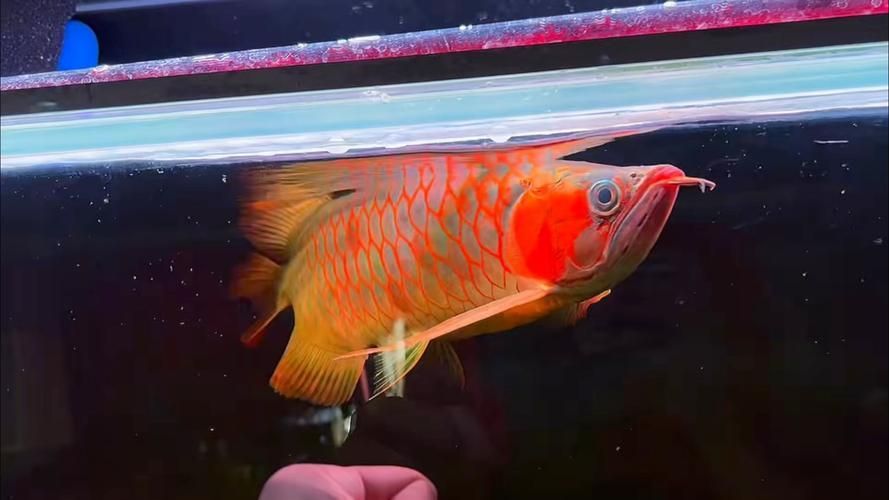 戰(zhàn)車紅龍魚有哪些常見品種？，戰(zhàn)車紅龍魚有哪些常見品種戰(zhàn)車紅龍魚有哪些常見品種