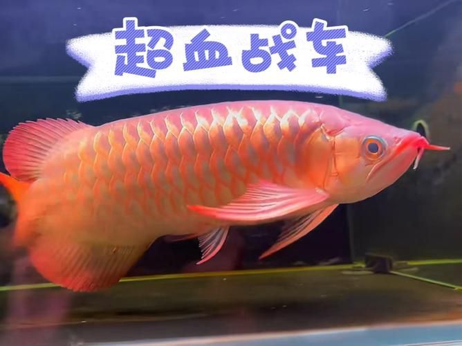 戰(zhàn)車紅龍魚有哪些常見品種？，戰(zhàn)車紅龍魚有哪些常見品種戰(zhàn)車紅龍魚有哪些常見品種