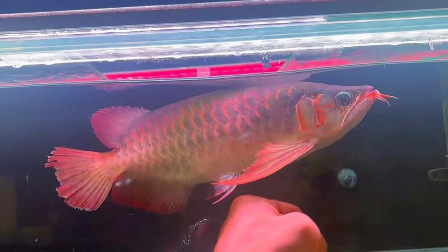 戰(zhàn)車紅龍魚有哪些常見品種？，戰(zhàn)車紅龍魚有哪些常見品種戰(zhàn)車紅龍魚有哪些常見品種