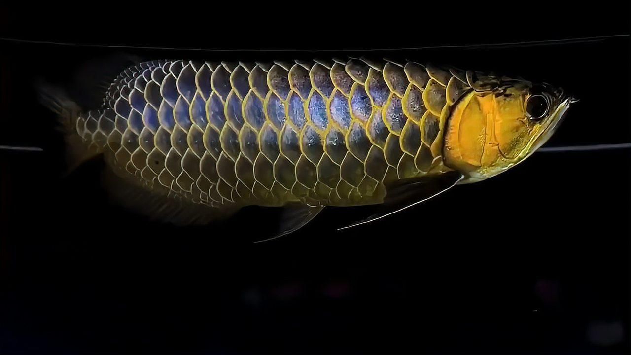 如何區(qū)分過背金龍魚和金頭金龍魚 如何區(qū)分過背金龍魚和金頭金龍魚 龍魚百科