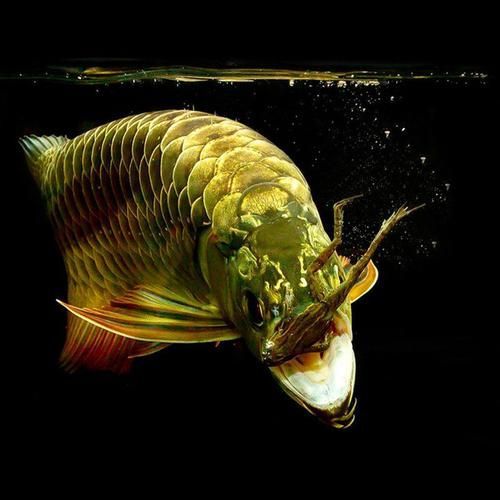 赫舞紅龍魚有哪些品相要求