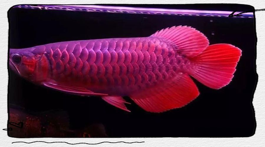 赫舞紅龍魚有哪些品相要求