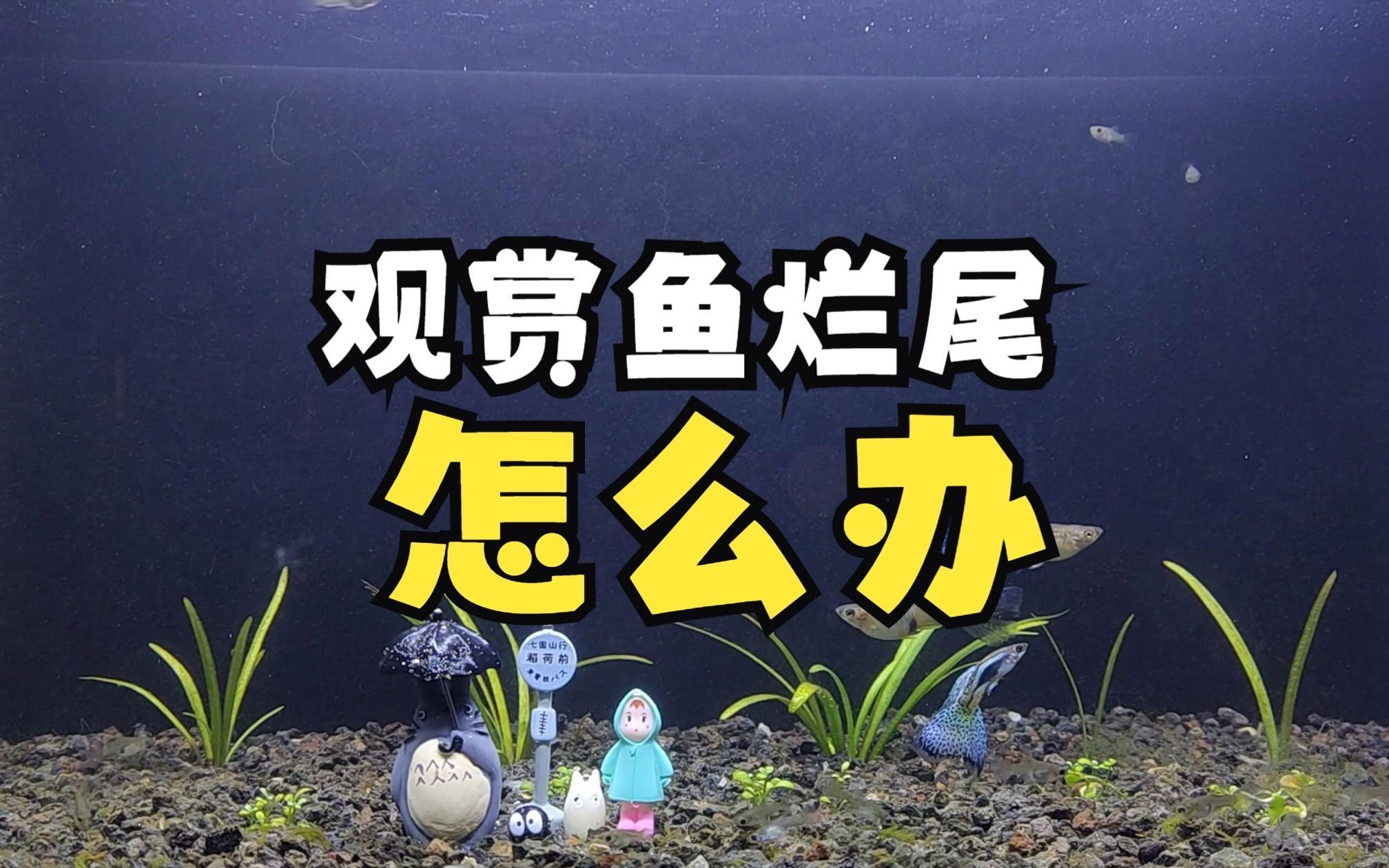 魚爛尾病的治療周期是多久，魚兒爛身爛尾怎么辦