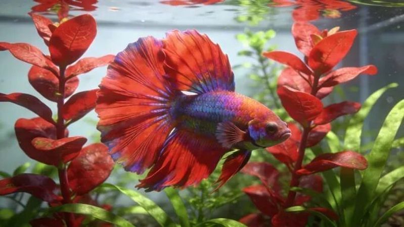 如何判斷龍魚專用燈的質量好壞？，如何判斷龍魚專用燈的實物對比圖、光譜分布示意圖、光譜分布示