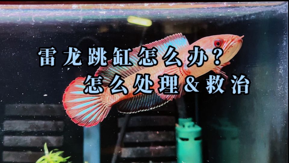 雷龍魚(yú)吃撐了應(yīng)急處理，雷龍魚(yú)吃撐了應(yīng)急處理指南