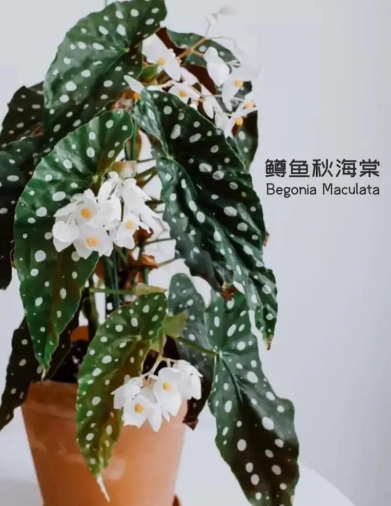 飛龍鱒魚秋海棠有哪些常見病害，飛龍鱒魚秋海棠有哪些常見病害防治指南