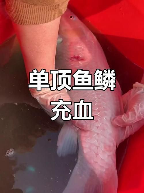能否提供魚充血的病程發(fā)展圖片，魚充血的病程發(fā)展