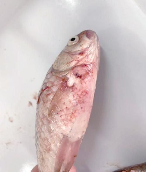 能否提供魚充血的病程發(fā)展圖片，魚充血的病程發(fā)展