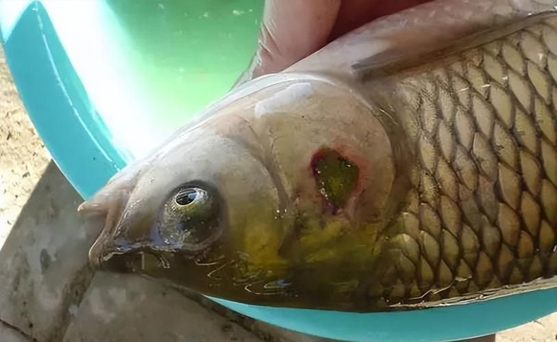 能否提供魚充血的病程發(fā)展圖片，魚充血的病程發(fā)展