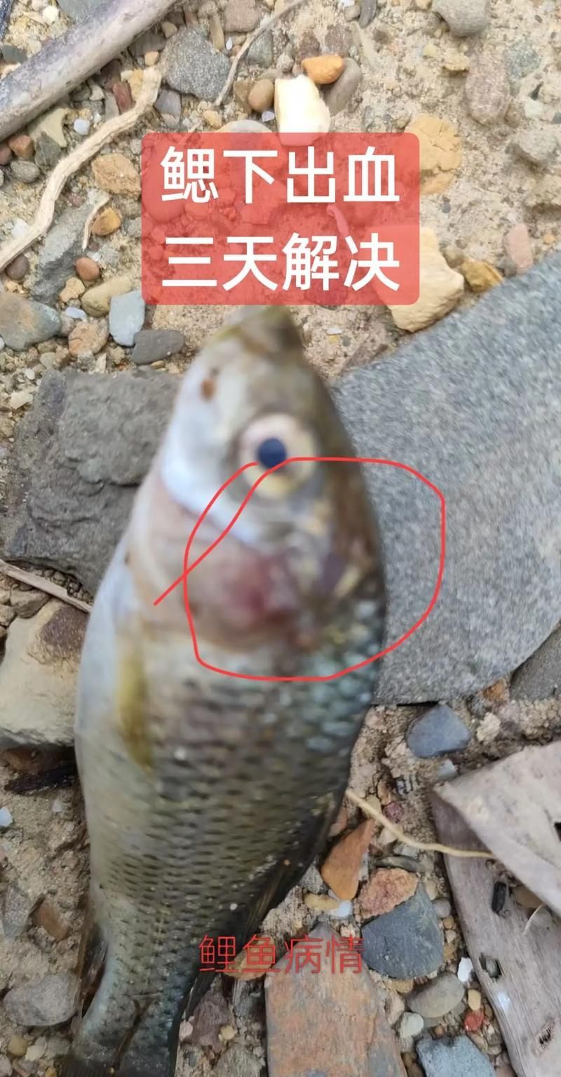 能否提供魚充血的病程發(fā)展圖片，魚充血的病程發(fā)展