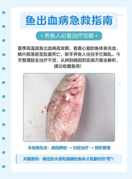 能否提供魚充血的病程發(fā)展圖片，魚充血的病程發(fā)展