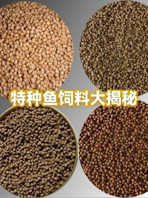 如何預(yù)防魚(yú)類(lèi)細(xì)菌性疾病的發(fā)生