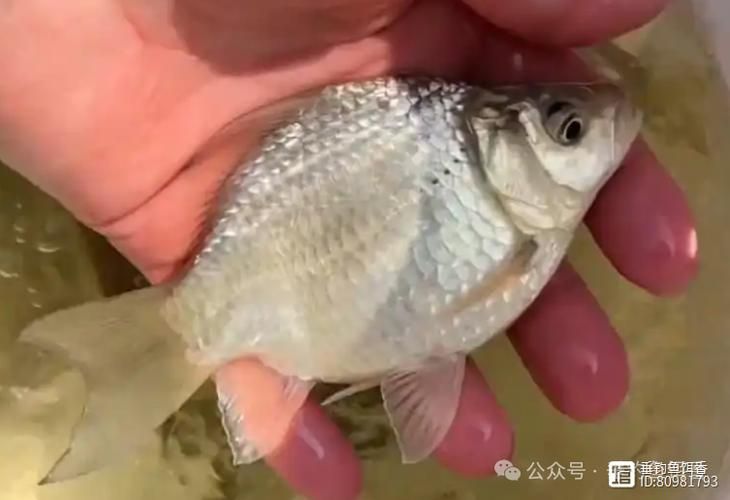 元寶鯽的價格一般是多少？，不同規格元寶鯽的價格對比表元寶鯽的價格對比表