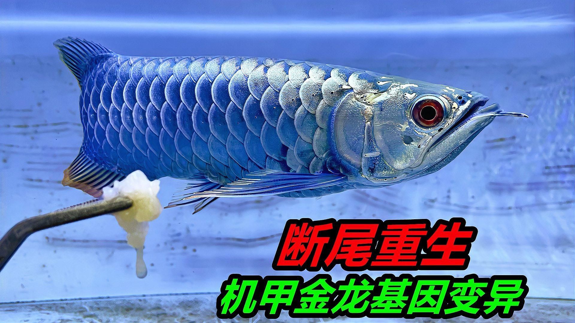 魚尾巴爛了后多久能恢復