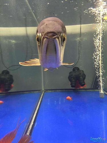 龍魚不能養的原因，龍魚不能養的核心信息整合成1000字詳解并標注配圖
