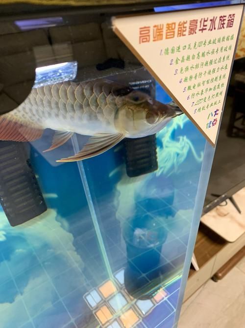 龍魚不能養的原因，龍魚不能養的核心信息整合成1000字詳解并標注配圖