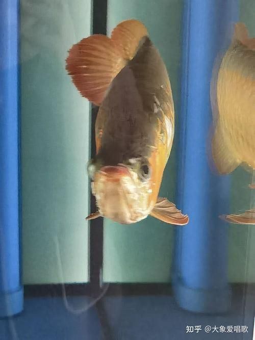 龍魚不能養的原因，龍魚不能養的核心信息整合成1000字詳解并標注配圖