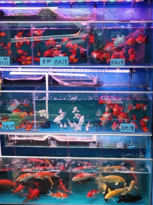 請提供一張廣州龍魚市場的圖片，廣州龍魚市場怎么樣