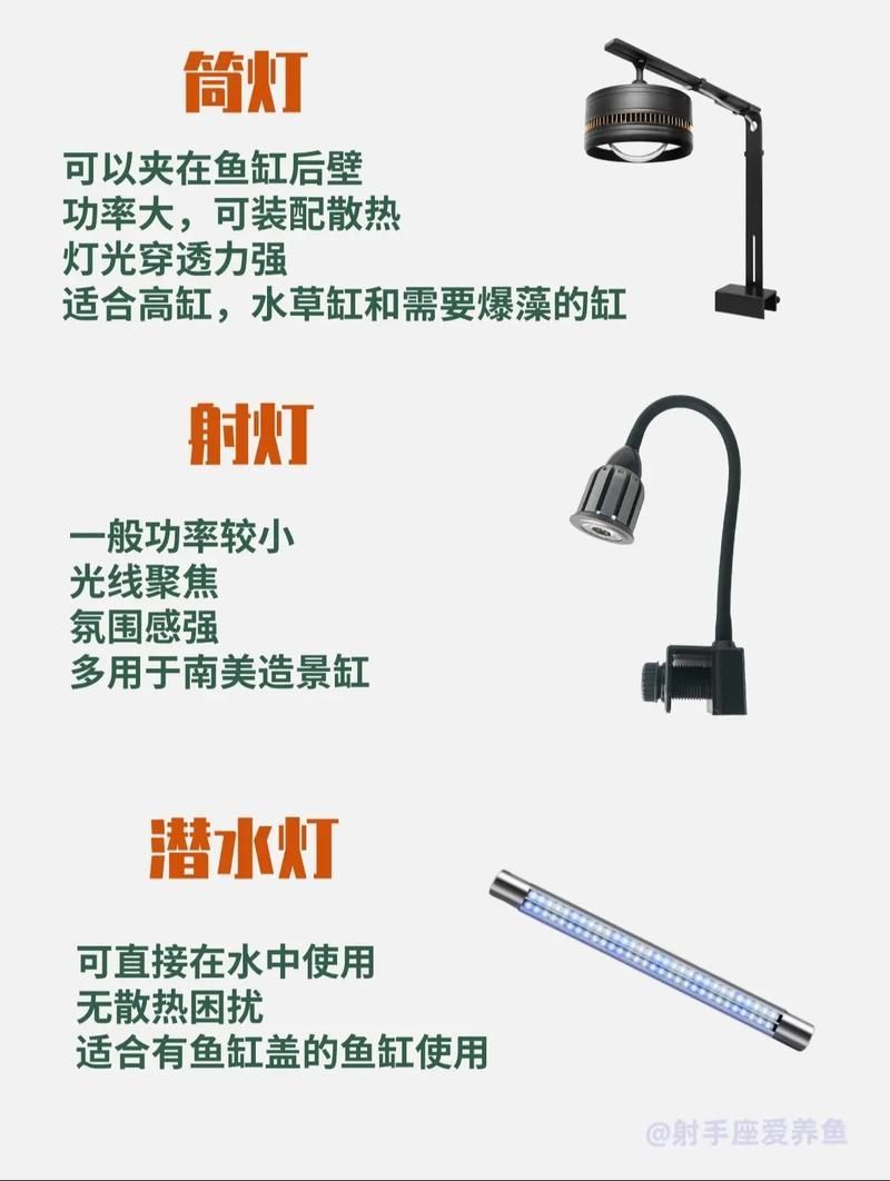 如何正確飼養和護理紅龍魚？，如何正確飼養和護理紅龍魚