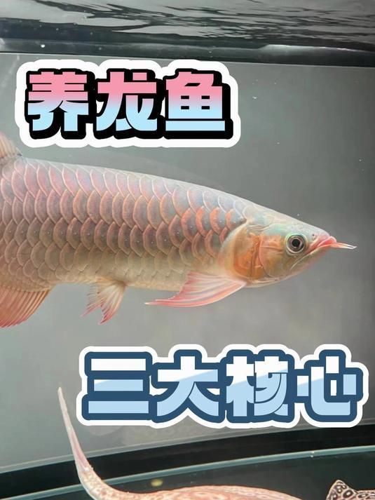 如何預防龍魚爛鰓的發生，龍魚如何預防爛鰓病