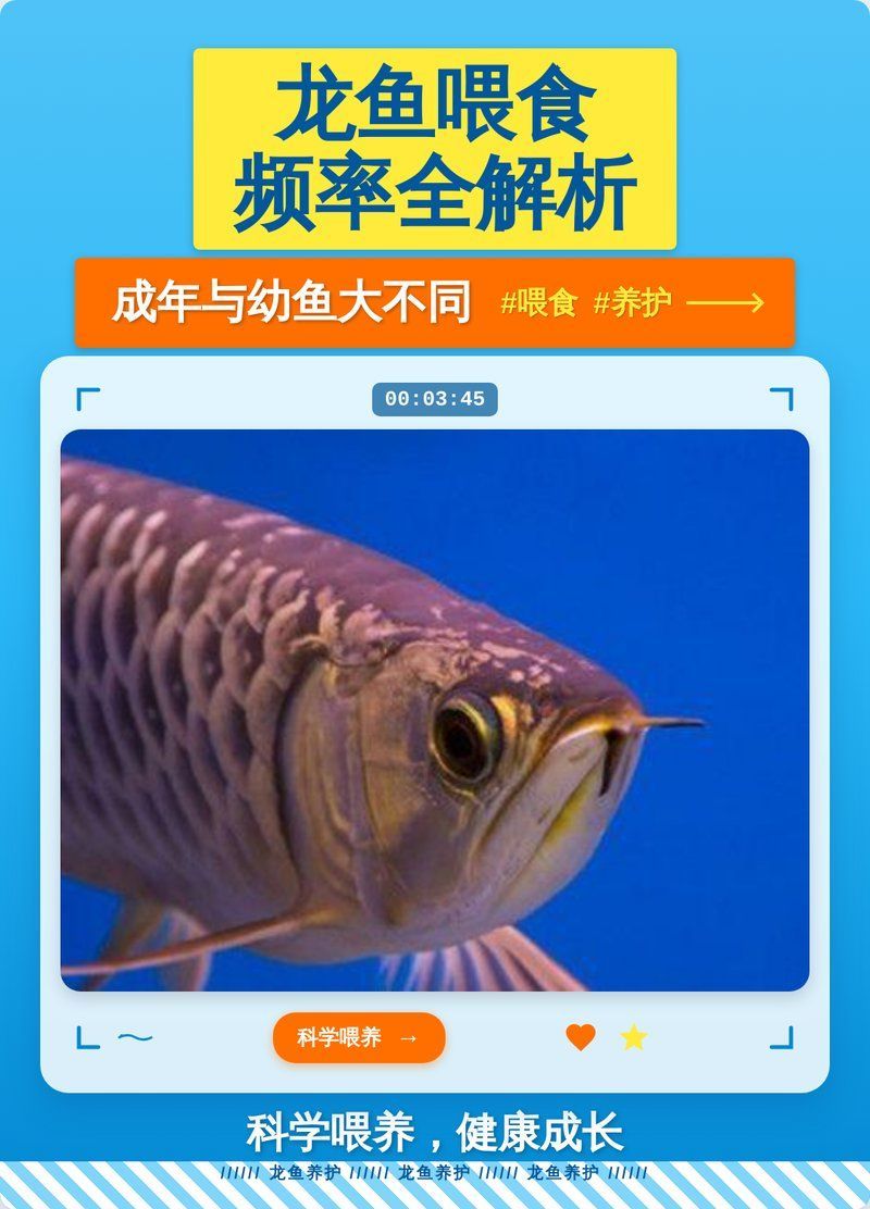 龍魚多久喂食一次合適？，龍魚喂食頻率全解析