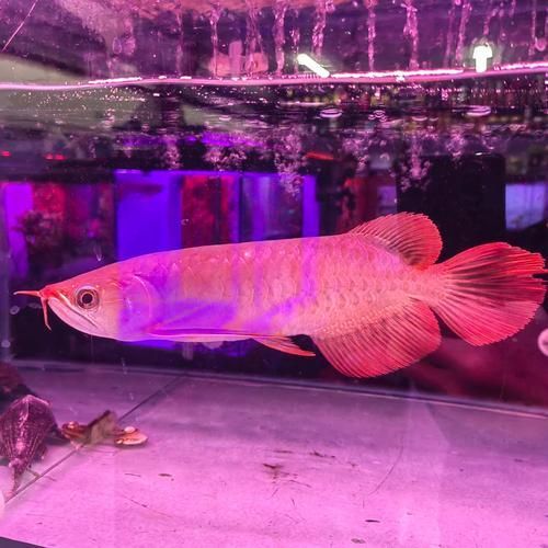 給我一些紅金龍魚的圖片示例，如何鑒別紅金龍魚