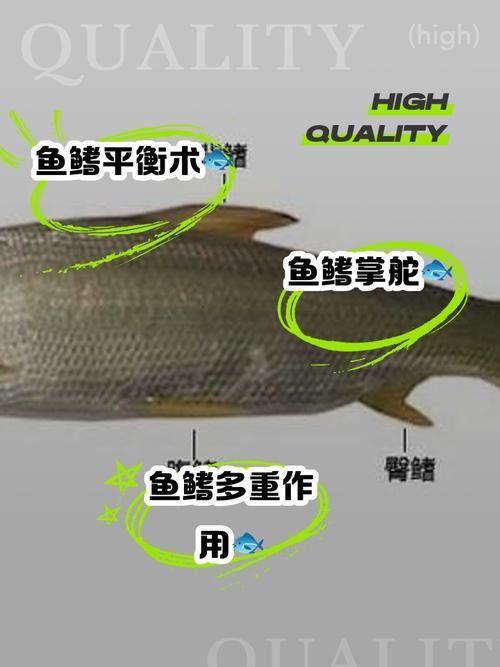 如何預防魚鰭發紅充血，中國水產科學研究院《鯽疾病防控技術指南》
