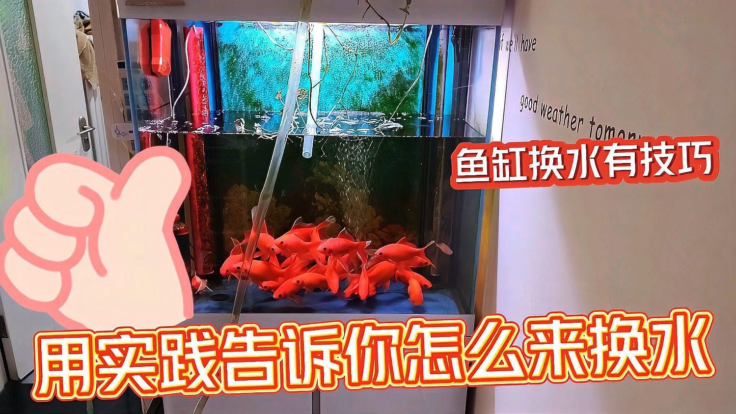 如何預防魚鰭發紅充血，中國水產科學研究院《鯽疾病防控技術指南》