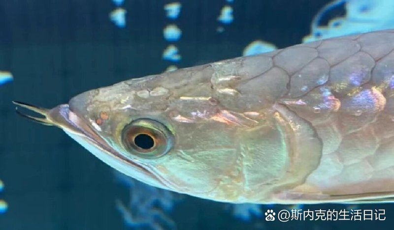速倍妥魚藥如何正確使用？，速倍妥魚藥使用指南