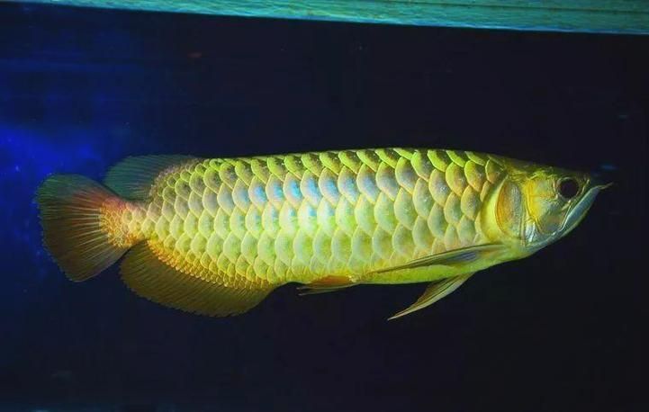 如何判斷金龍魚是否需要開燈？，如何判斷金龍魚是否需要開燈，如何判斷是否需要開燈