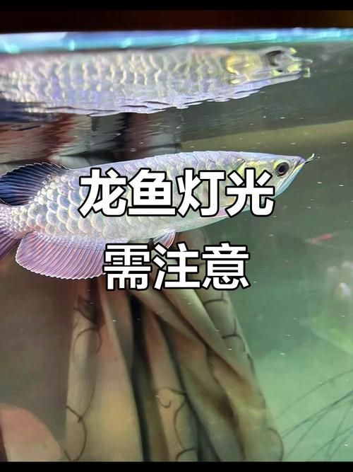 如何判斷金龍魚是否需要開燈？，如何判斷金龍魚是否需要開燈，如何判斷是否需要開燈
