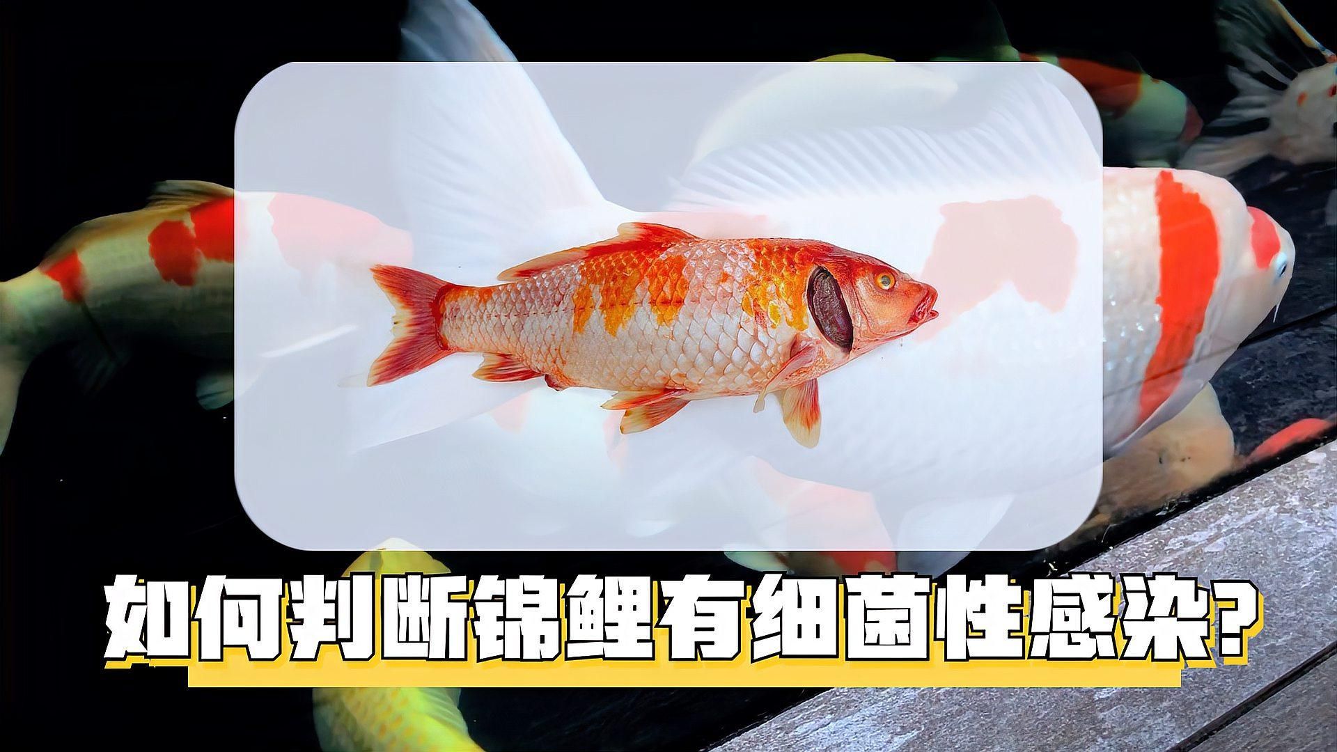 如何判斷魚病是否為細菌性，判斷魚病是否為細菌性感染是否為細菌性感染引起的