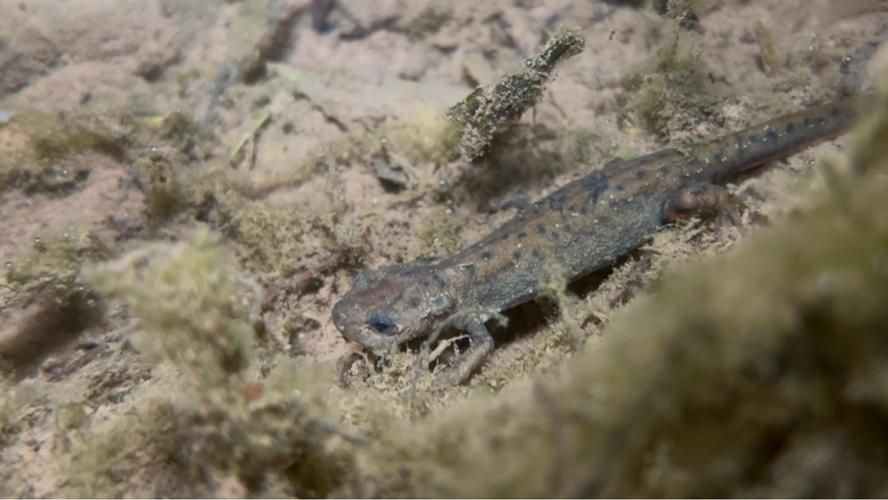 四腳魚蠑螈，“四腳魚蠑螈”并非正式生物學(xué)名稱