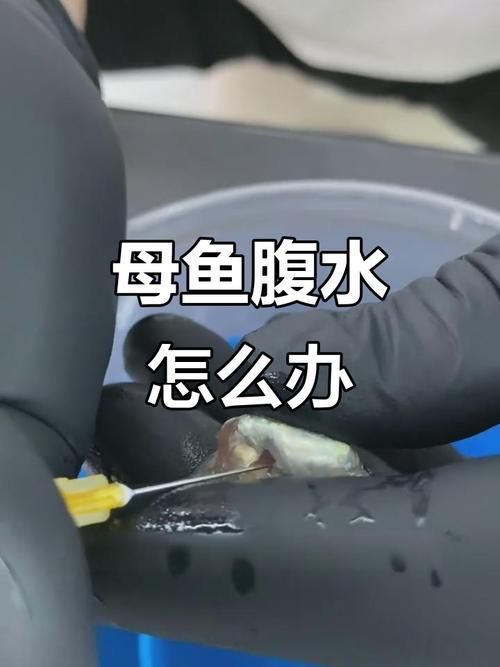 如何判斷龍魚腹水是否由感染引起？，如何判斷龍魚腹水