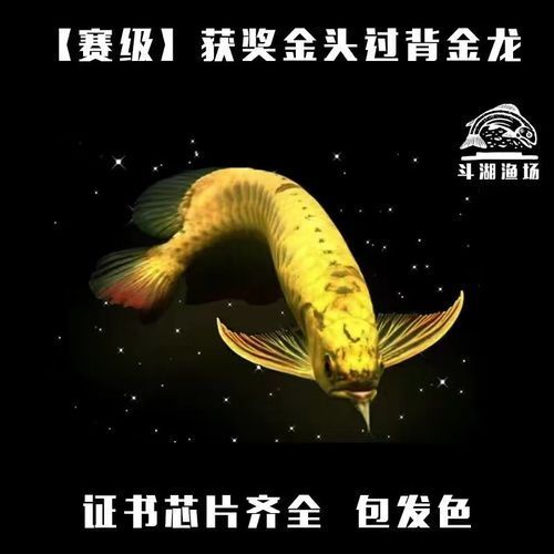 有哪些品牌的金龍魚幼苗值得購買，哪些品牌的金龍魚幼苗值得購買