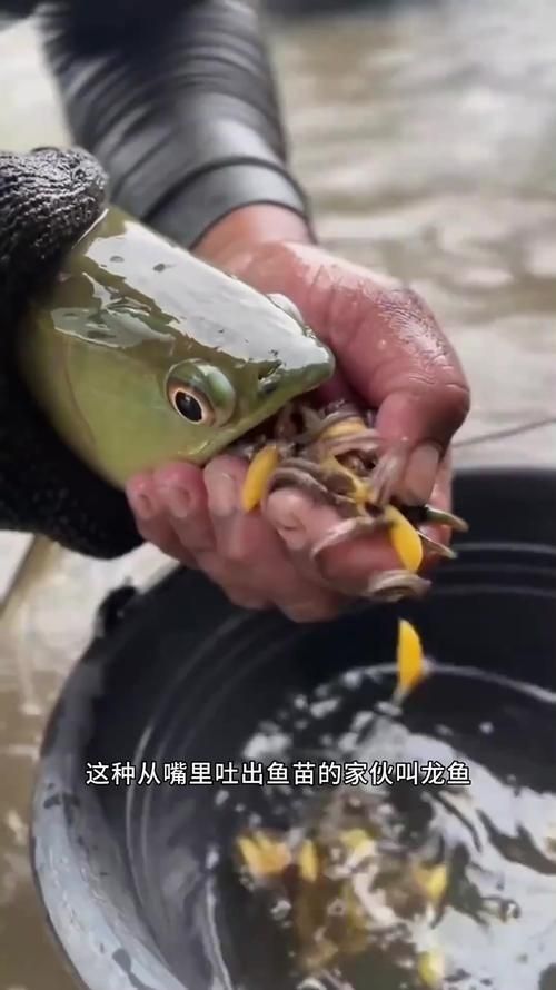 如何判斷龍魚嘴巴的肉粒是否為腫瘤？，如何判斷龍魚嘴巴肉粒是否為腫瘤？